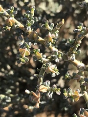 Tetraena chrysopteros