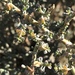Tetraena chrysopteros - Photo (c) David Hoare,  זכויות יוצרים חלקיות (CC BY-NC), uploaded by David Hoare