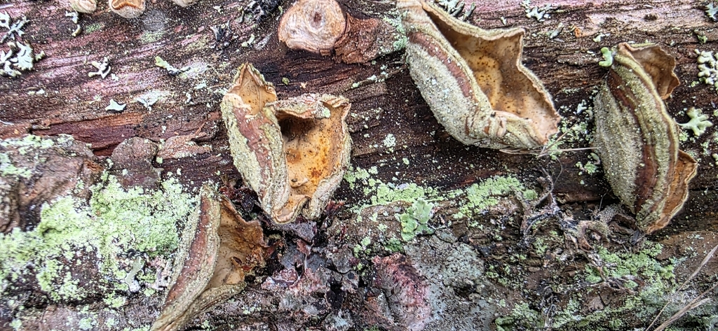 Stereum subtomentosum · April 2026 · photo: © torni77 (iNaturalist, cc-by)