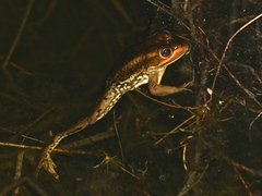 Lithobates virgatipes