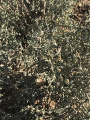 Tetraena chrysopteros