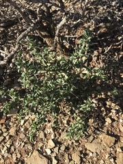 Monsonia salmoniflora