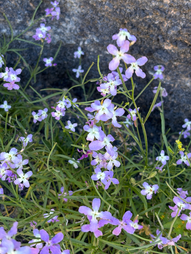 Sad Stock (Matthiola bolleana)