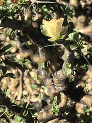 Monsonia salmoniflora