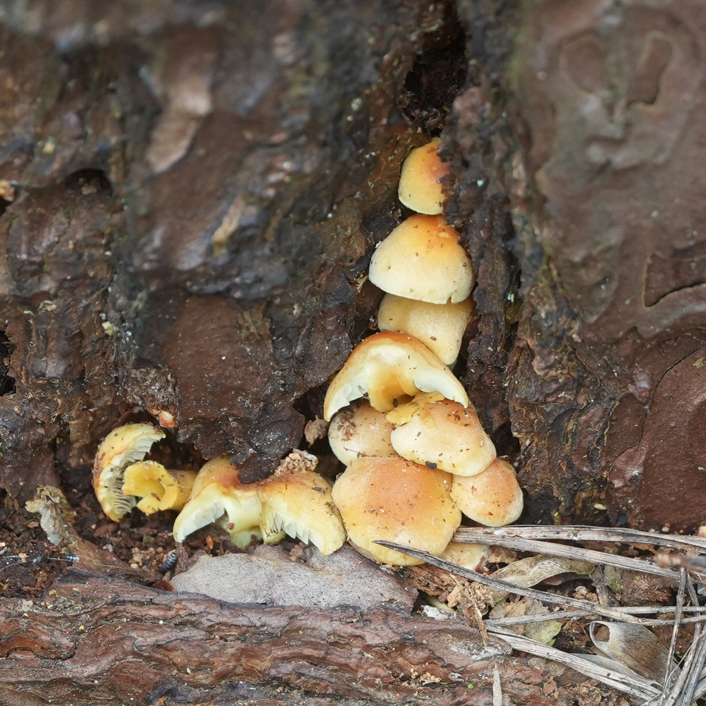Hypholoma fasciculare · April 2026 · photo: © madmagpie (iNaturalist, cc-by)