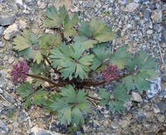 Cymopterus gilmanii