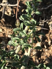 Monsonia salmoniflora