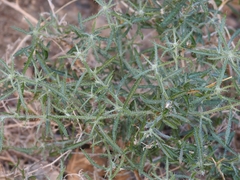 Johnstonella racemosa