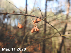 Symplocos paniculata