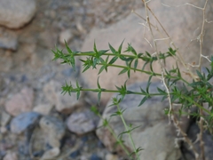 Galium stellatum