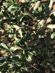 Monsonia salmoniflora