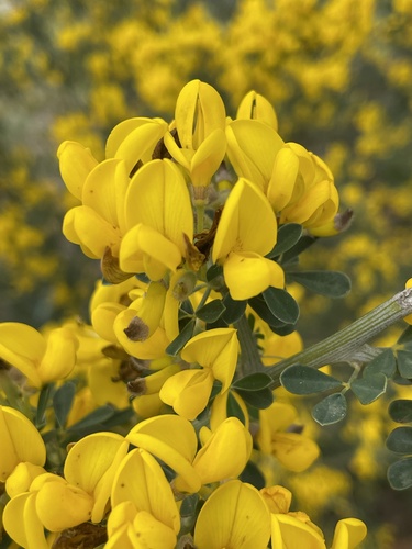 Avistamiento Calicotome villosa