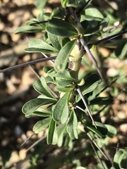 Monsonia salmoniflora