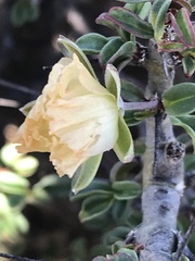 Monsonia salmoniflora