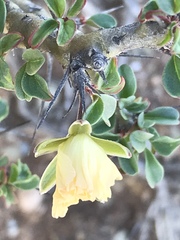 Monsonia salmoniflora