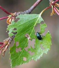 Betula × aurata