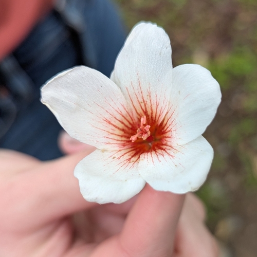 Vernicia fordii, photograph 4
