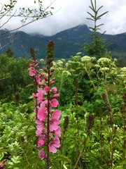 Sidalcea hendersonii