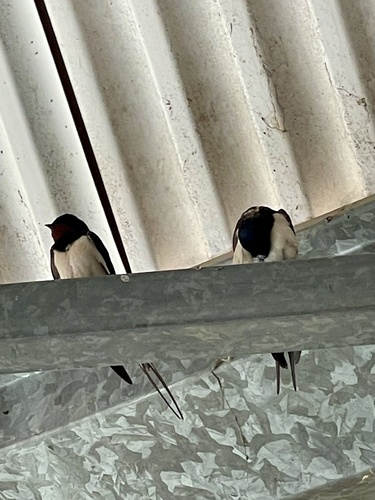 Avistamiento "Golondrina Tijereta, Golondrina de Horquilla"