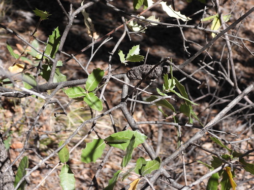 Emory oak (Quercus emoryi)