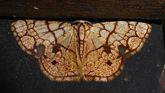 Heterostegane subtessellata