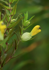 Rhinanthus apterus