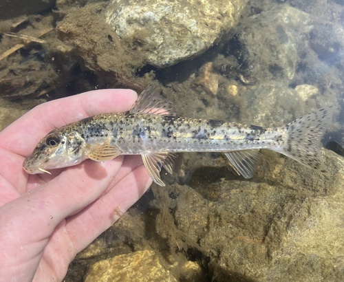Pike gudgeon (Pseudogobio esocinus) — Cyprinidae — 2