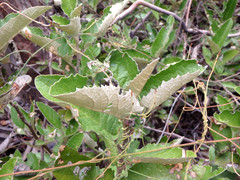 Olearia grandiflora