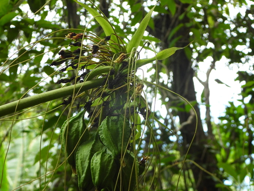 Polynesian Arrowroot (Tacca leontopetaloides)