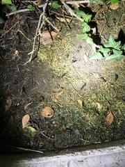 Oxychilus draparnaudi