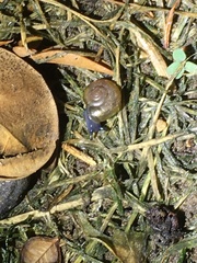 Oxychilus draparnaudi