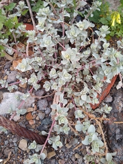 Atriplex leucophylla, photograph author not stated, no rights reserved