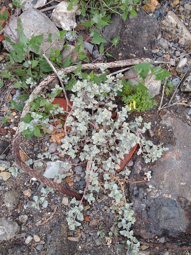 Atriplex leucophylla, photograph 4