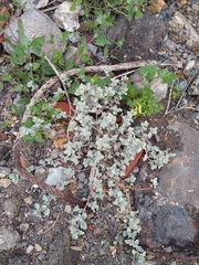 Atriplex leucophylla, photograph author not stated, no rights reserved