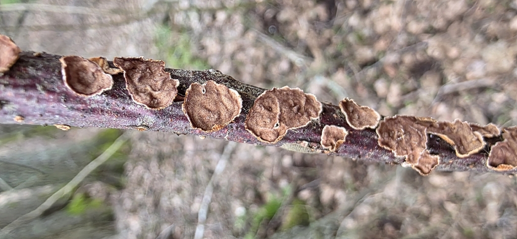 Hydnoporia tabacina · April 2026 · photo: © torni77 (iNaturalist, cc-by)