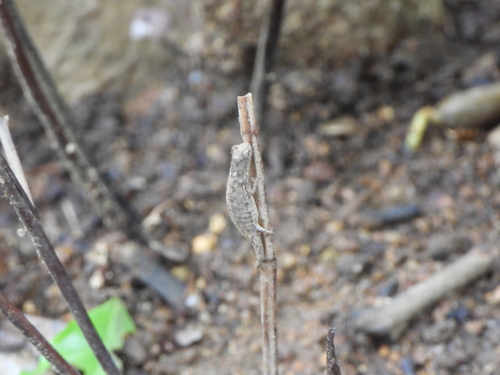 Minute Leaf Chameleon, Brookesia minima