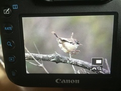 Sericornis maculatus