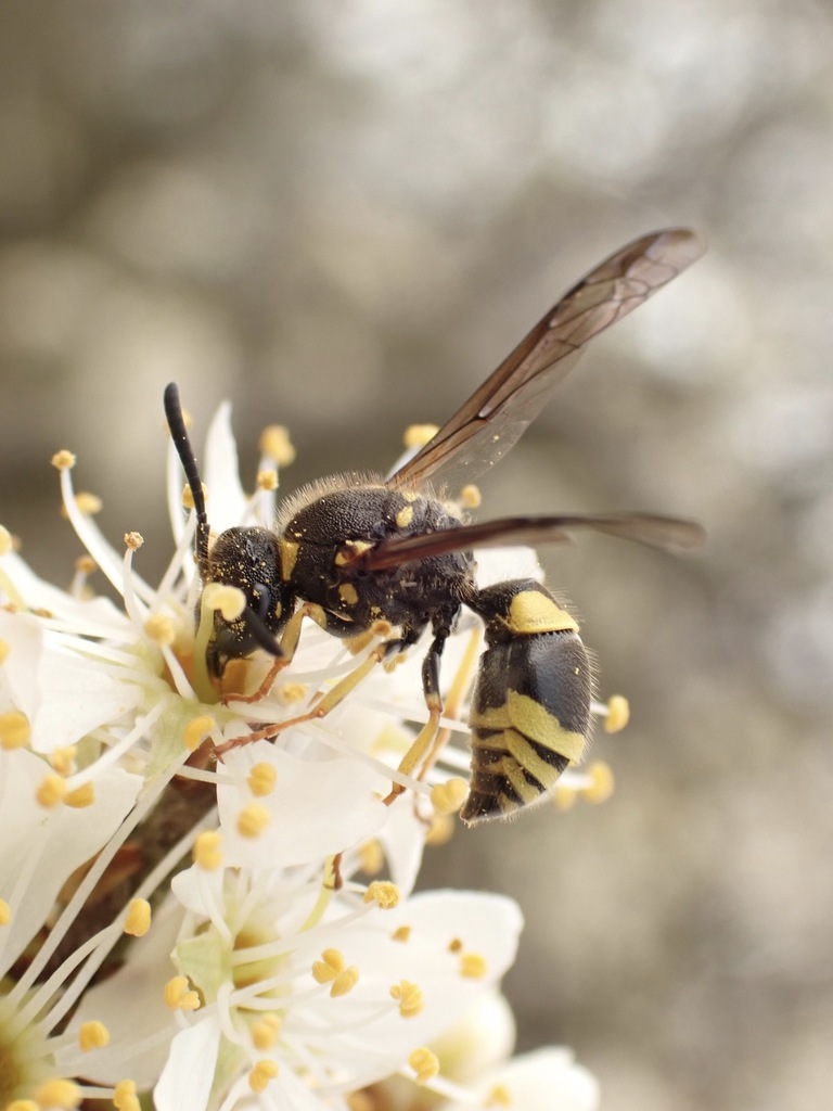 Ancistrocerus nigricornis