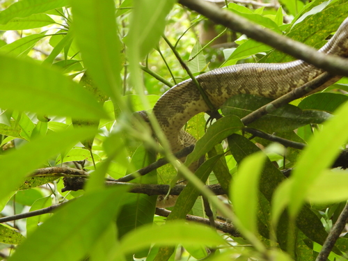 Nosy Komba ground boa