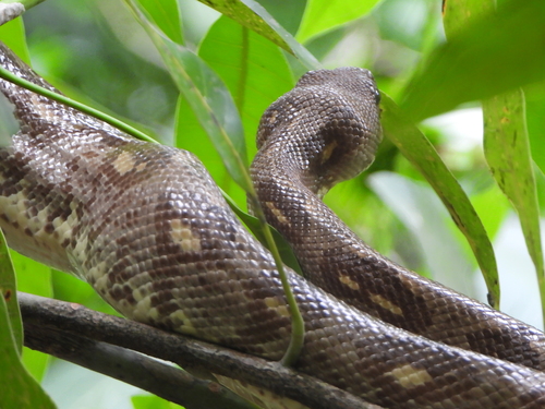 Nosy Komba ground boa