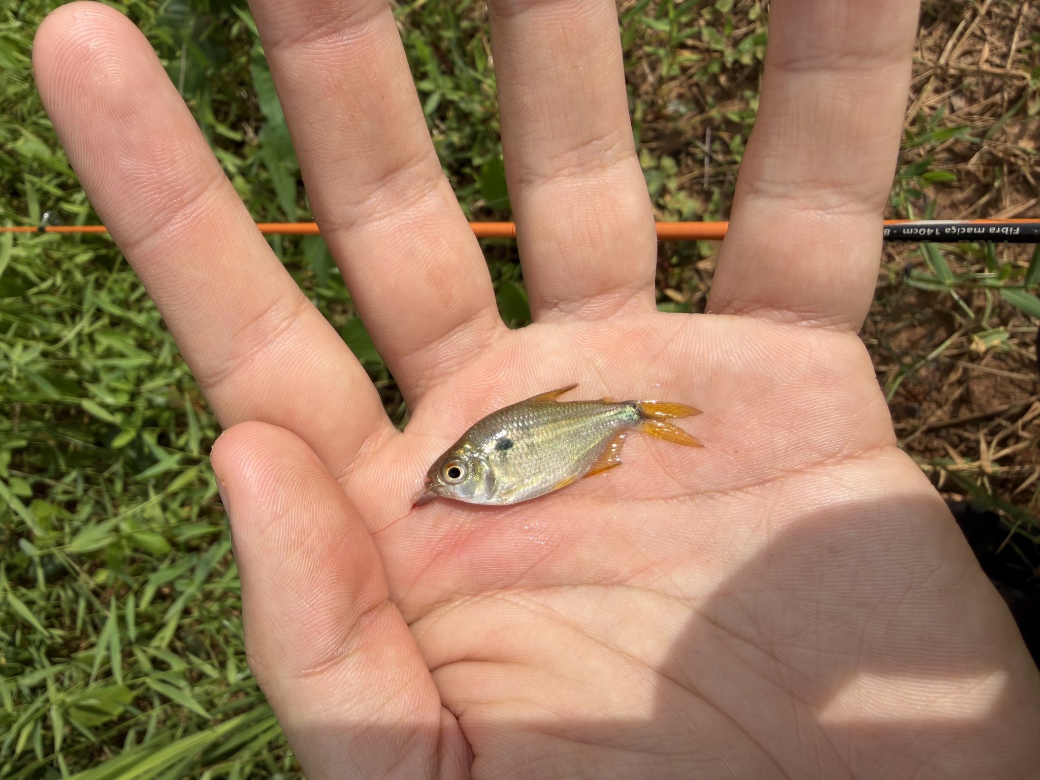 Brazilian Astyanax photo 5