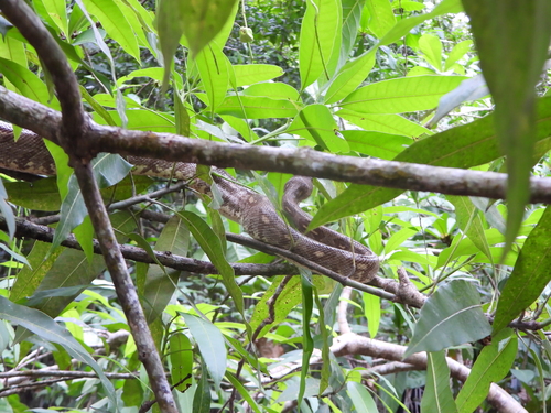 Nosy Komba ground boa