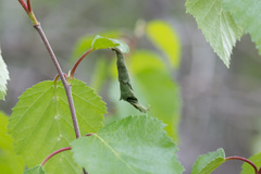 Betula × aurata