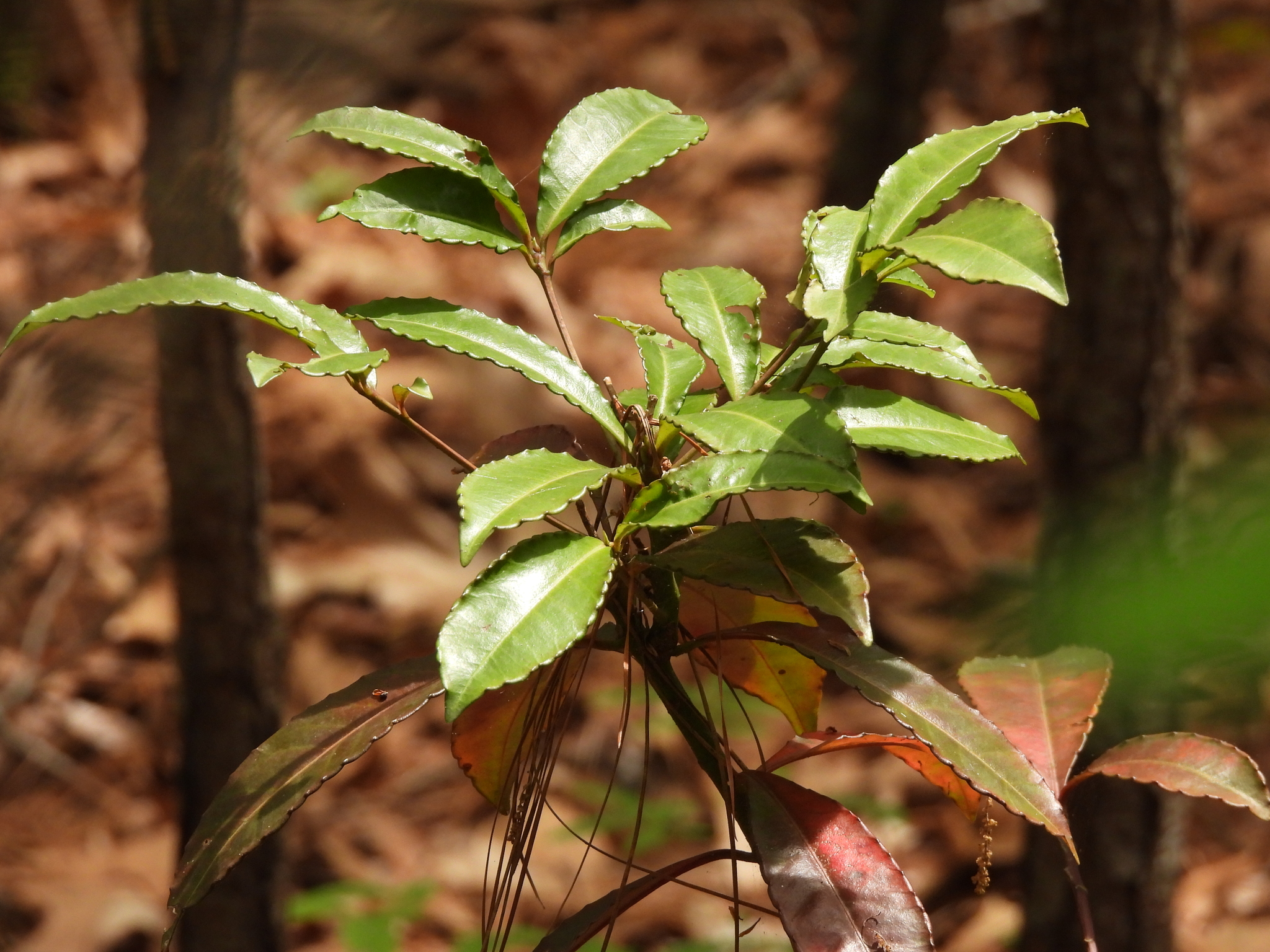 Hen's Eyes (Ardisia crenata)