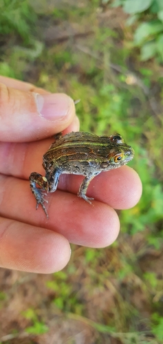 Beytell's Bullfrog