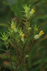 Rhinanthus apterus