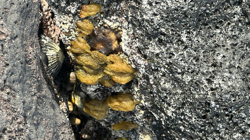 Asteronema breviarticulatum observed 2026-04-02