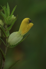 Rhinanthus apterus