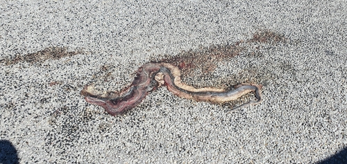 Anchieta's Cobra
