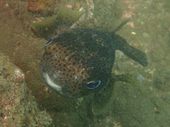 Diodon hystrix